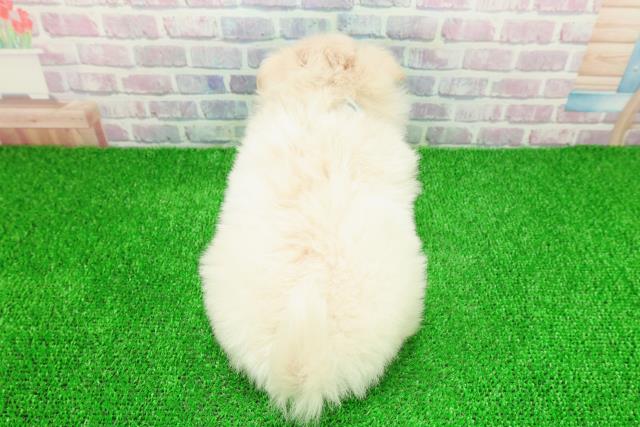 長野県のペキポメ/ポメペキ(ペキニーズ×ポメラニアン) (Coo&RIKU松本店/2025年11月25日生まれ/男の子/クリーム)の子犬の4枚目の画像