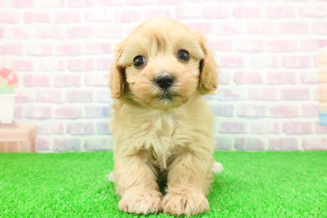 東京都のマルプー(マルチーズ×プードル) (Coo&RIKU阿佐ヶ谷店/2025年11月24日生まれ/女の子/アプリコット)の子犬の1枚目の画像