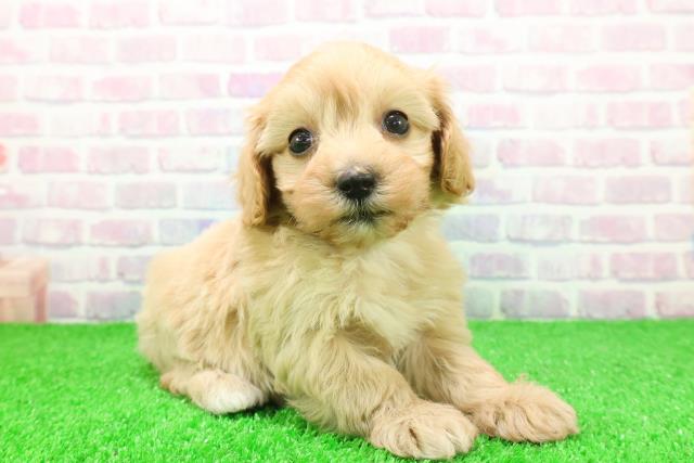 東京都のマルプー(マルチーズ×プードル) (Coo&RIKU阿佐ヶ谷店/2025年11月24日生まれ/女の子/アプリコット)の子犬の3枚目の画像