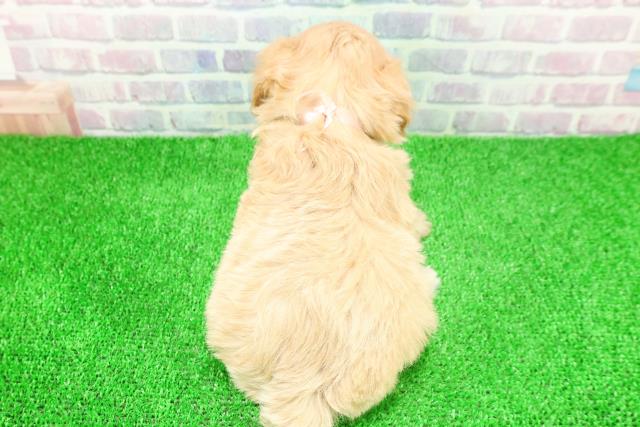 東京都のマルプー(マルチーズ×プードル) (Coo&RIKU阿佐ヶ谷店/2025年11月24日生まれ/女の子/アプリコット)の子犬の4枚目の画像