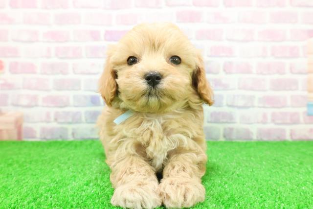 群馬県のマルプー(マルチーズ×プードル) (Coo&RIKU前橋店/2025年11月24日生まれ/男の子/アプリコット)の子犬の1枚目の画像