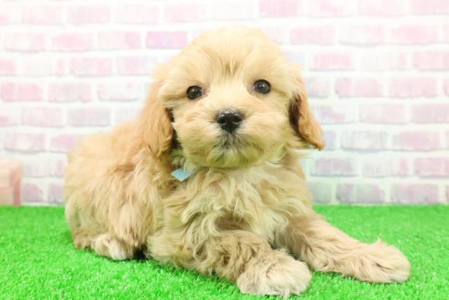 群馬県のマルプー(マルチーズ×プードル) (Coo&RIKU前橋店/2025年11月24日生まれ/男の子/アプリコット)の子犬の3枚目の画像