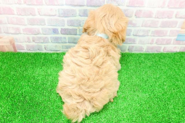 群馬県のマルプー(マルチーズ×プードル) (Coo&RIKU前橋店/2025年11月24日生まれ/男の子/アプリコット)の子犬の4枚目の画像