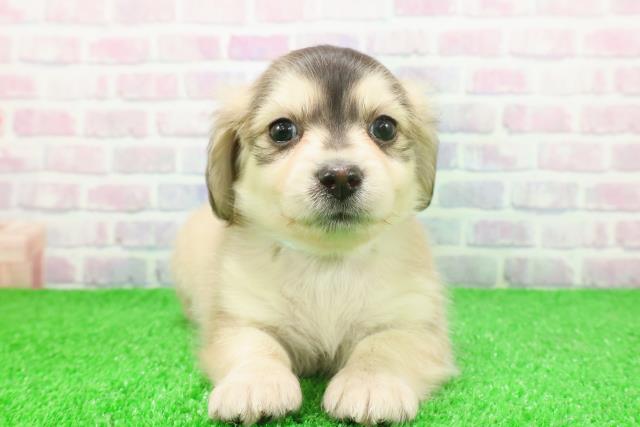 群馬県のチワックス(チワワ×ダックス) (Coo&RIKU前橋店/2025年11月24日生まれ/男の子/フォーン)の子犬の1枚目の画像