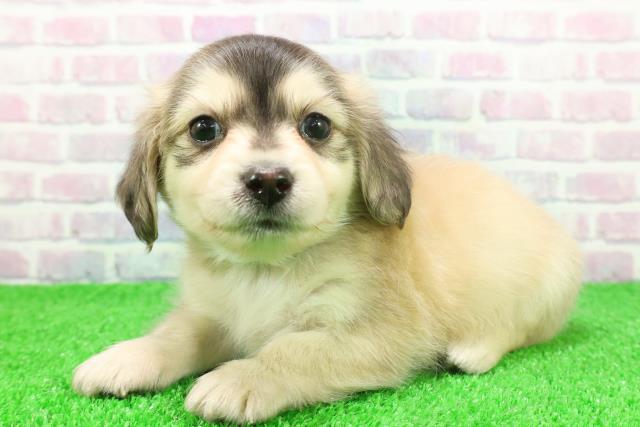 群馬県のチワックス(チワワ×ダックス) (Coo&RIKU前橋店/2025年11月24日生まれ/男の子/フォーン)の子犬の2枚目の画像