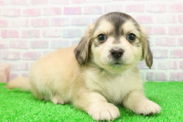 群馬県のチワックス(チワワ×ダックス) (Coo&RIKU前橋店/2025年11月24日生まれ/男の子/フォーン)の子犬の3枚目の画像