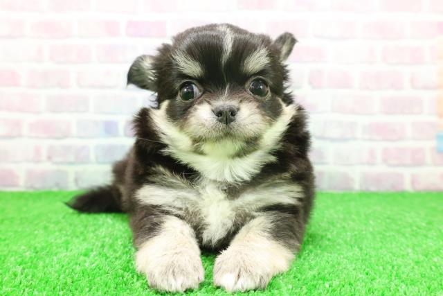 東京都のチワワ(ロング) (Coo&RIKU大久保店/2025年11月24日生まれ/女の子/ブラックタンホワイト)の子犬の1枚目の画像