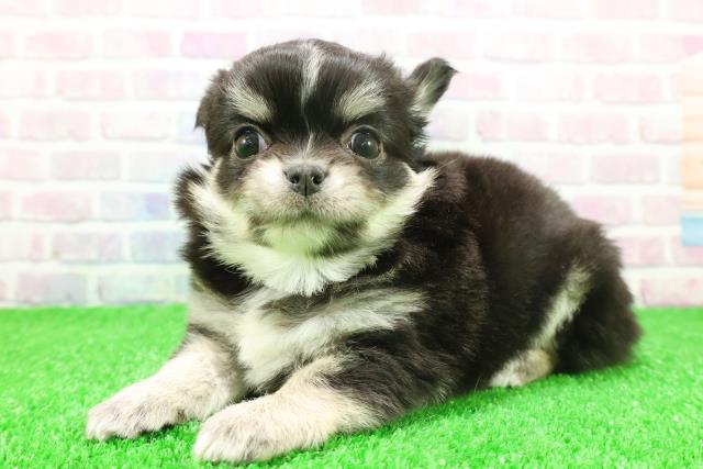 東京都のチワワ(ロング) (Coo&RIKU大久保店/2025年11月24日生まれ/女の子/ブラックタンホワイト)の子犬の2枚目の画像