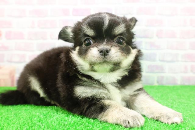 東京都のチワワ(ロング) (Coo&RIKU大久保店/2025年11月24日生まれ/女の子/ブラックタンホワイト)の子犬の3枚目の画像