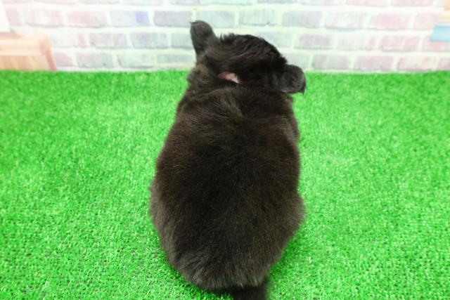 東京都のチワワ(ロング) (Coo&RIKU大久保店/2025年11月24日生まれ/女の子/ブラックタンホワイト)の子犬の4枚目の画像