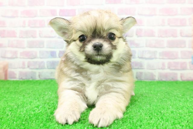 東京都のチワワ(ロング) (Coo&RIKU池袋西口店/2025年11月24日生まれ/女の子/フォーンホワイト)の子犬の1枚目の画像