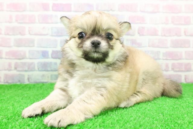 東京都のチワワ(ロング) (Coo&RIKU池袋西口店/2025年11月24日生まれ/女の子/フォーンホワイト)の子犬の2枚目の画像