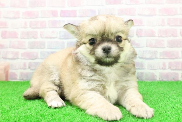 東京都のチワワ(ロング) (Coo&RIKU池袋西口店/2025年11月24日生まれ/女の子/フォーンホワイト)の子犬の3枚目の画像