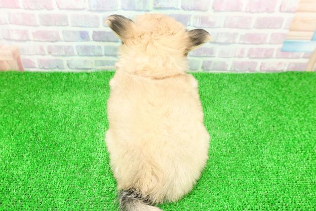 東京都のチワワ(ロング) (Coo&RIKU池袋西口店/2025年11月24日生まれ/女の子/フォーンホワイト)の子犬の4枚目の画像