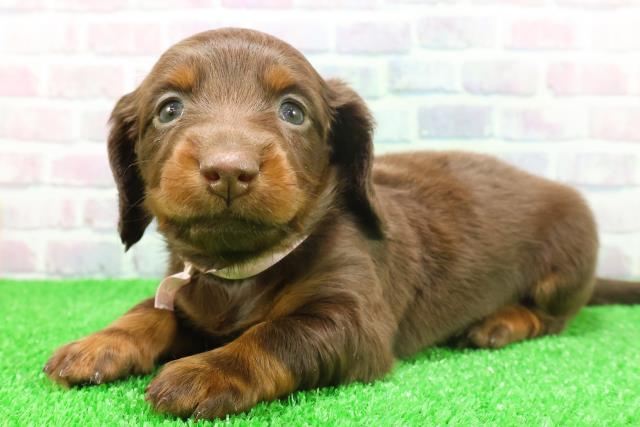 群馬県のミニチュアダックスフンド(ロング) (Coo&RIKU伊勢崎店/2025年11月24日生まれ/女の子/チョコレートタン)の子犬の2枚目の画像