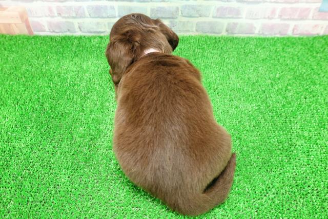 群馬県のミニチュアダックスフンド(ロング) (Coo&RIKU伊勢崎店/2025年11月24日生まれ/女の子/チョコレートタン)の子犬の4枚目の画像