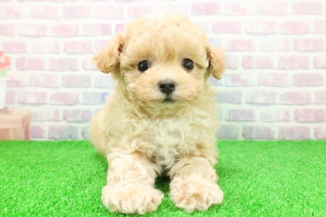 東京都のマルプー(マルチーズ×プードル) (Coo&RIKU自由が丘店/2025年11月23日生まれ/男の子/アプリコットホワイト)の子犬の1枚目の画像
