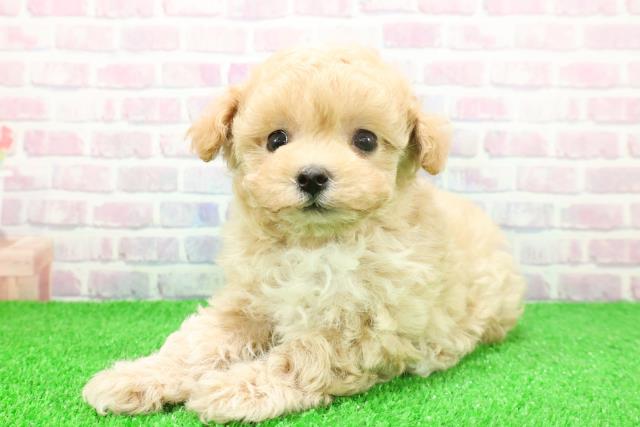 東京都のマルプー(マルチーズ×プードル) (Coo&RIKU自由が丘店/2025年11月23日生まれ/男の子/アプリコットホワイト)の子犬の2枚目の画像