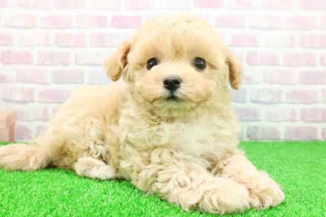 東京都のマルプー(マルチーズ×プードル) (Coo&RIKU自由が丘店/2025年11月23日生まれ/男の子/アプリコットホワイト)の子犬の3枚目の画像