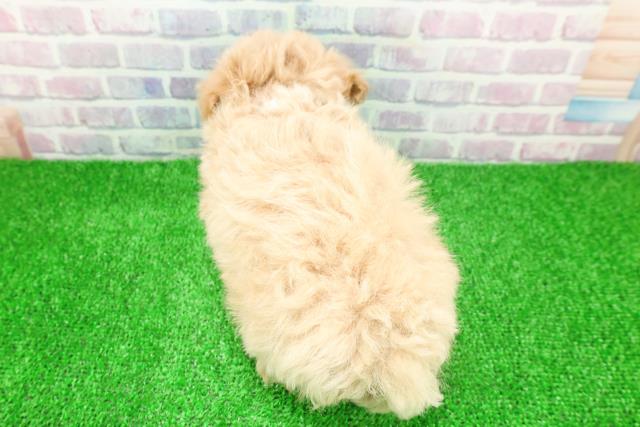 東京都のマルプー(マルチーズ×プードル) (Coo&RIKU自由が丘店/2025年11月23日生まれ/男の子/アプリコットホワイト)の子犬の4枚目の画像