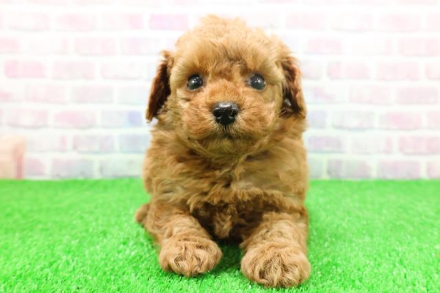 神奈川県のトイプードル(トイ) (Coo&RIKU相模原店/2025年11月25日生まれ/男の子/レッド)の子犬の1枚目の画像