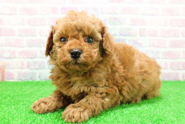 神奈川県のトイプードル(トイ) (Coo&RIKU相模原店/2025年11月25日生まれ/男の子/レッド)の子犬の2枚目の画像