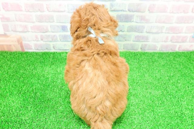 神奈川県のトイプードル(トイ) (Coo&RIKU相模原店/2025年11月25日生まれ/男の子/レッド)の子犬の4枚目の画像