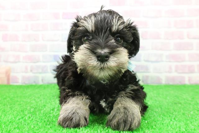 秋田県のミニチュアシュナウザー (Coo&RIKU秋田店/2025年11月24日生まれ/男の子/ブラックシルバー)の子犬の1枚目の画像