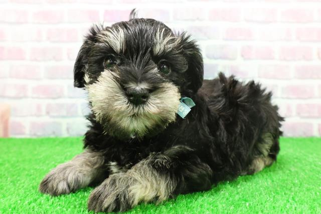 秋田県のミニチュアシュナウザー (Coo&RIKU秋田店/2025年11月24日生まれ/男の子/ブラックシルバー)の子犬の2枚目の画像