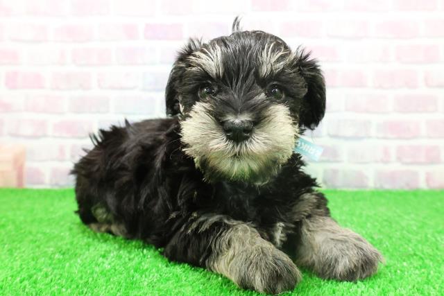 秋田県のミニチュアシュナウザー (Coo&RIKU秋田店/2025年11月24日生まれ/男の子/ブラックシルバー)の子犬の3枚目の画像