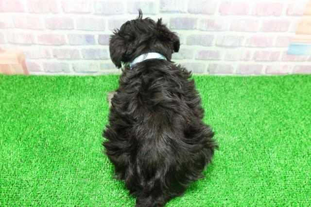 秋田県のミニチュアシュナウザー (Coo&RIKU秋田店/2025年11月24日生まれ/男の子/ブラックシルバー)の子犬の4枚目の画像