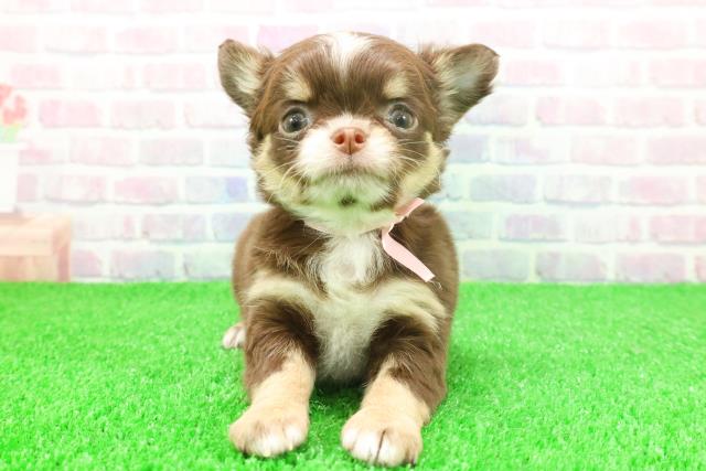 東京都のチワワ(ロング) (Coo&RIKU秋葉原店/2025年11月25日生まれ/女の子/チョコレートタンホワイト)の子犬の1枚目の画像