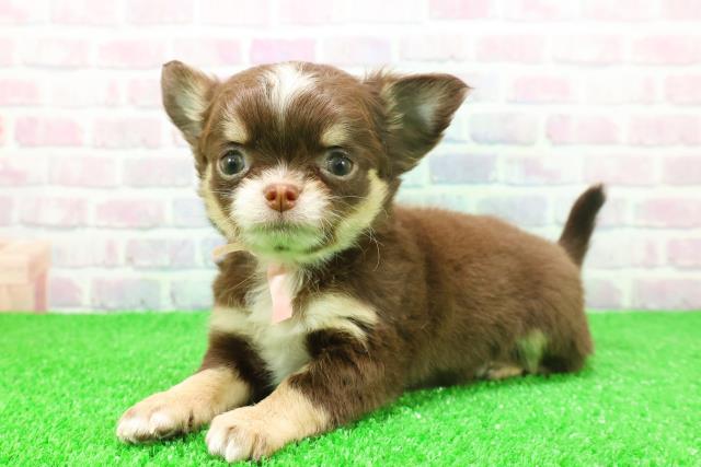 東京都のチワワ(ロング) (Coo&RIKU秋葉原店/2025年11月25日生まれ/女の子/チョコレートタンホワイト)の子犬の2枚目の画像