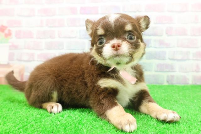 東京都のチワワ(ロング) (Coo&RIKU秋葉原店/2025年11月25日生まれ/女の子/チョコレートタンホワイト)の子犬の3枚目の画像