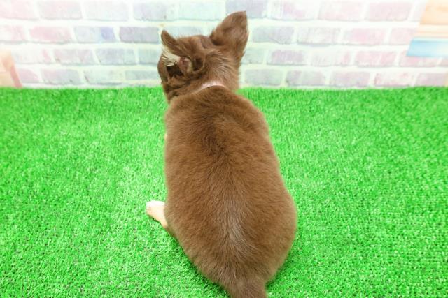 東京都のチワワ(ロング) (Coo&RIKU秋葉原店/2025年11月25日生まれ/女の子/チョコレートタンホワイト)の子犬の4枚目の画像