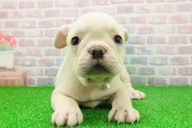 東京都のフレンチブルドッグ (Coo&RIKU下北沢店/2025年11月25日生まれ/男の子/クリーム)の子犬の1枚目の画像