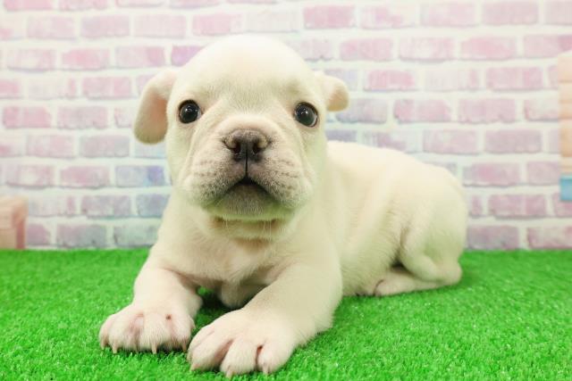 東京都のフレンチブルドッグ (Coo&RIKU下北沢店/2025年11月25日生まれ/男の子/クリーム)の子犬の2枚目の画像