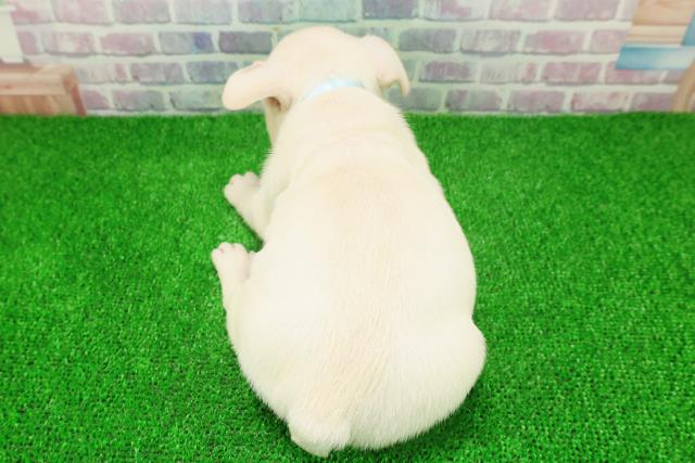 東京都のフレンチブルドッグ (Coo&RIKU下北沢店/2025年11月25日生まれ/男の子/クリーム)の子犬の4枚目の画像