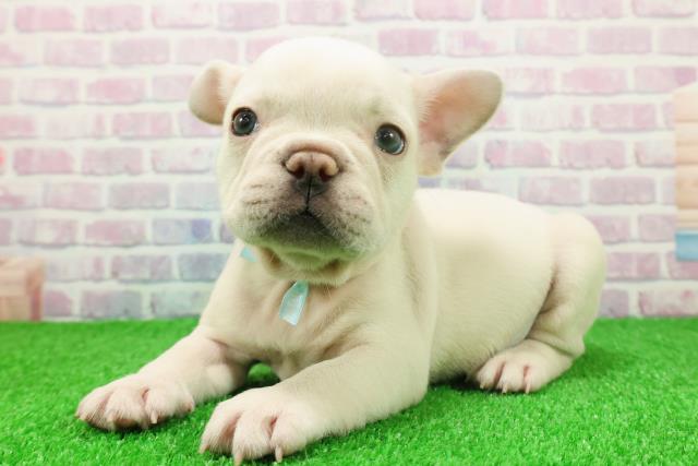 東京都のフレンチブルドッグ (Coo&RIKU阿佐ヶ谷店/2025年11月25日生まれ/男の子/クリーム)の子犬の2枚目の画像