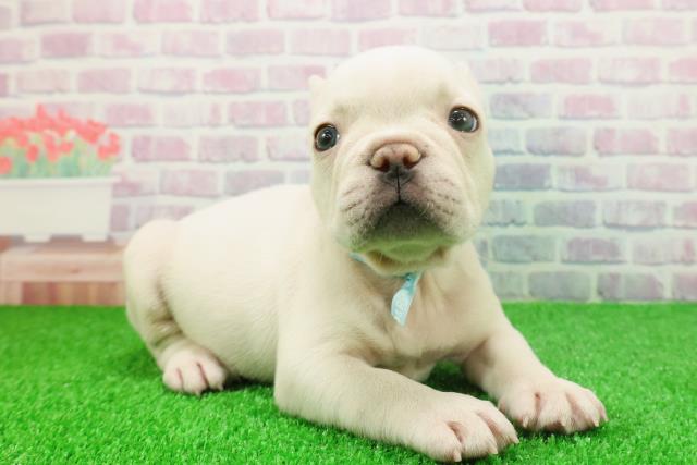 東京都のフレンチブルドッグ (Coo&RIKU阿佐ヶ谷店/2025年11月25日生まれ/男の子/クリーム)の子犬の3枚目の画像