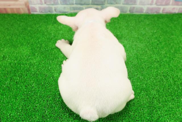 東京都のフレンチブルドッグ (Coo&RIKU阿佐ヶ谷店/2025年11月25日生まれ/男の子/クリーム)の子犬の4枚目の画像