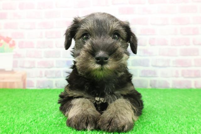 群馬県のミニチュアシュナウザー (Coo&RIKU藤岡店/2025年11月25日生まれ/男の子/ソルトペッパー)の子犬の1枚目の画像