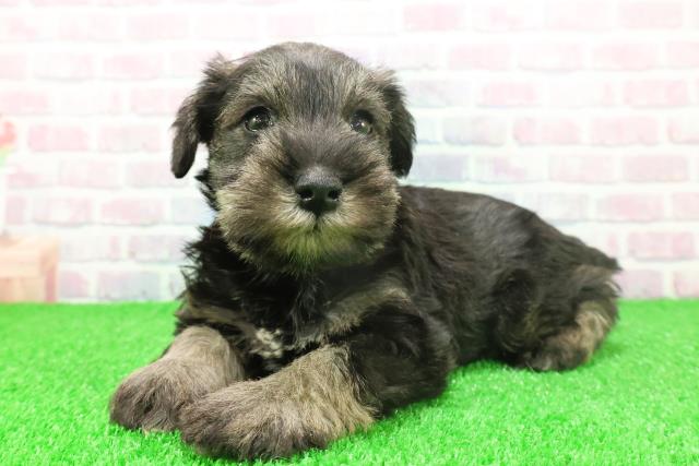 群馬県のミニチュアシュナウザー (Coo&RIKU藤岡店/2025年11月25日生まれ/男の子/ソルトペッパー)の子犬の2枚目の画像