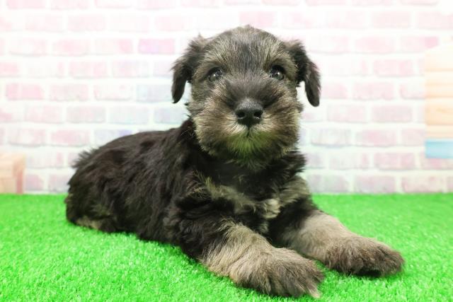 群馬県のミニチュアシュナウザー (Coo&RIKU藤岡店/2025年11月25日生まれ/男の子/ソルトペッパー)の子犬の3枚目の画像