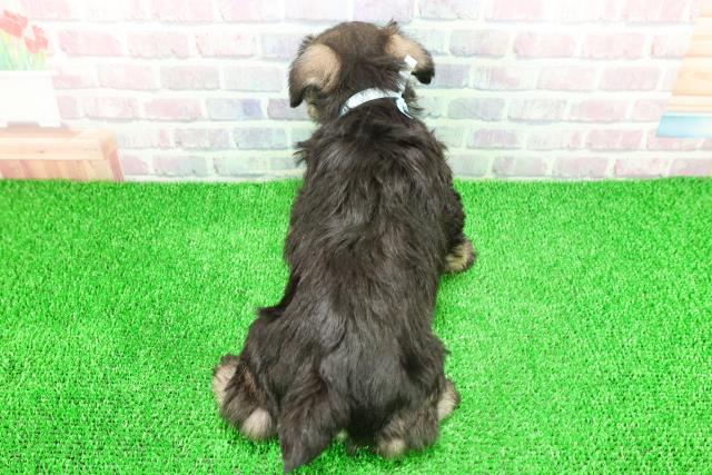 群馬県のミニチュアシュナウザー (Coo&RIKU藤岡店/2025年11月25日生まれ/男の子/ソルトペッパー)の子犬の4枚目の画像