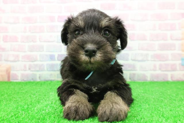 千葉県のミニチュアシュナウザー (Coo&RIKU南柏店/2025年11月25日生まれ/男の子/ブラックシルバー)の子犬の1枚目の画像