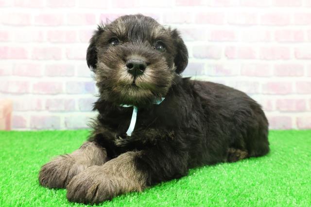 千葉県のミニチュアシュナウザー (Coo&RIKU南柏店/2025年11月25日生まれ/男の子/ブラックシルバー)の子犬の2枚目の画像