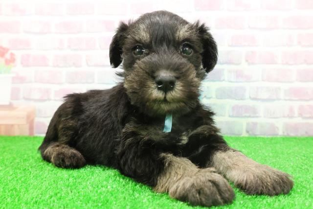 千葉県のミニチュアシュナウザー (Coo&RIKU南柏店/2025年11月25日生まれ/男の子/ブラックシルバー)の子犬の3枚目の画像