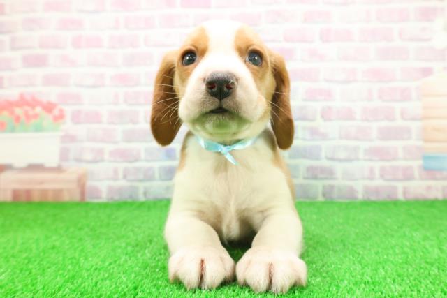 千葉県のビーグル (Coo&RIKU東金店/2025年11月24日生まれ/男の子/レモンホワイト)の子犬の1枚目の画像