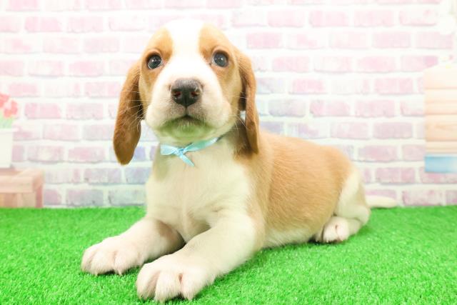 千葉県のビーグル (Coo&RIKU東金店/2025年11月24日生まれ/男の子/レモンホワイト)の子犬の2枚目の画像